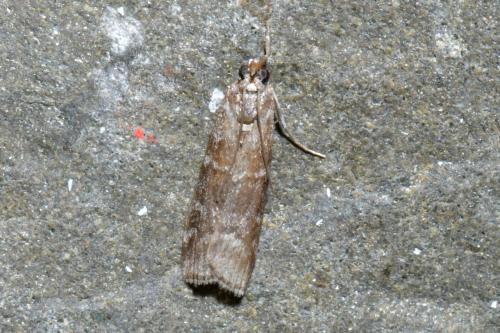 Réf. 241 250 : Dioryctria sp.